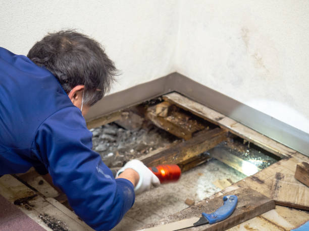 Best Mold Remediation for Specific Building Types in Lorenzo, TX