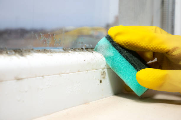 Best Emergency Mold Remediation in Lorenzo, TX