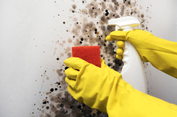 Best Commercial Mold Remediation in Lorenzo, TX