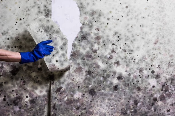 Best Attic Mold Remediation in Lorenzo, TX