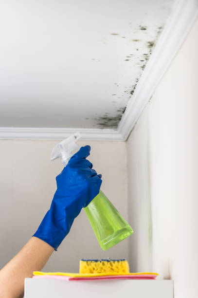 Best Residential Mold Remediation in Lorenzo, TX